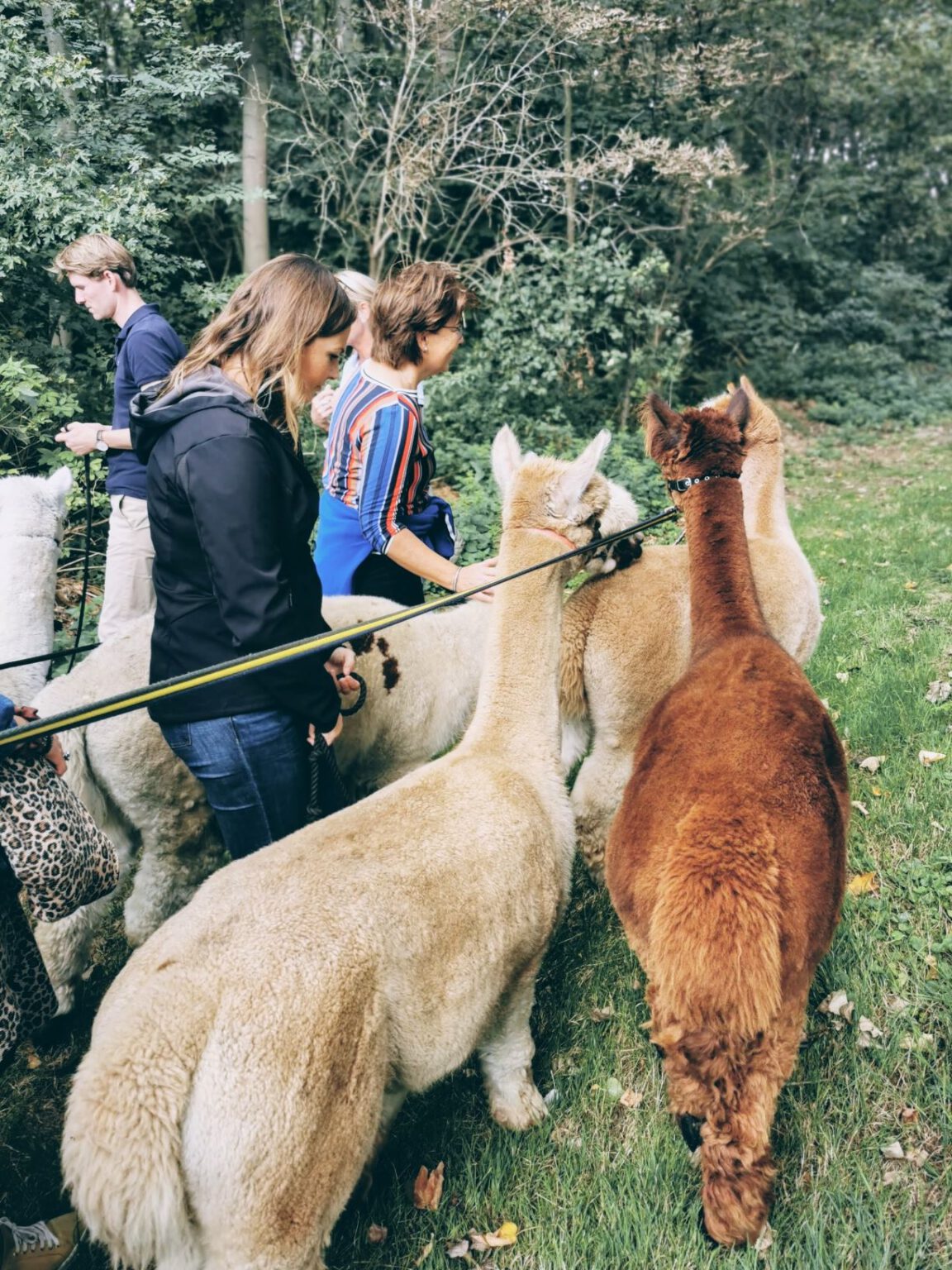 https://mdw-travel-data-us-east-1.s3.amazonaws.com/img/country/Netherlands/Wandelen-met-Alpacas/img_01.jpg