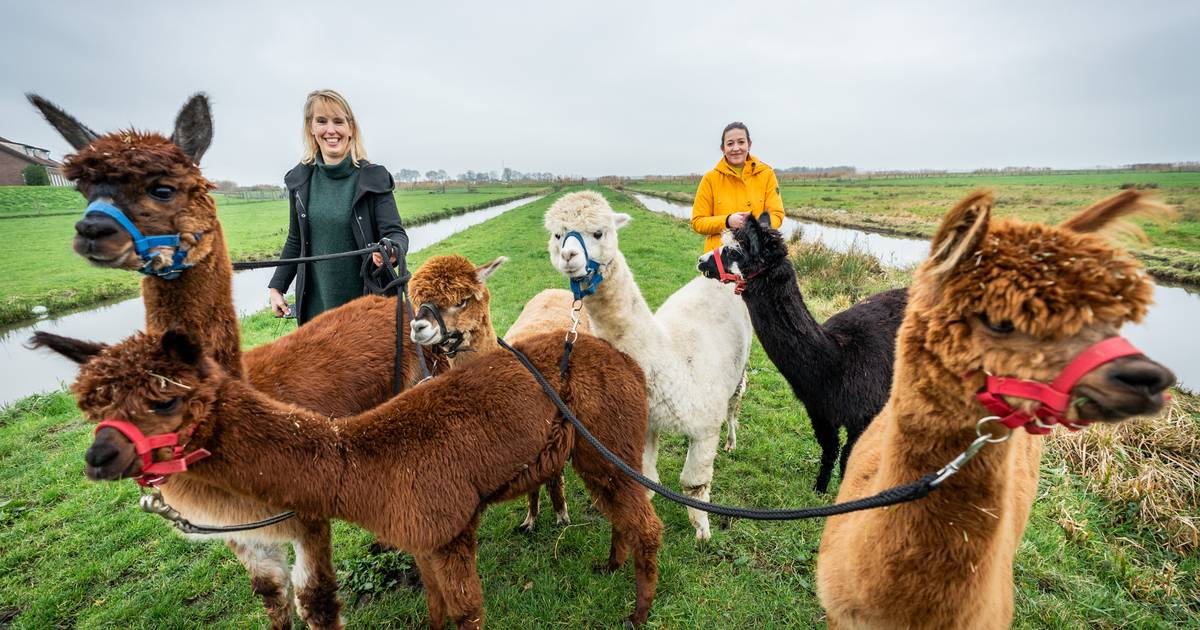 https://mdw-travel-data-us-east-1.s3.amazonaws.com/img/country/Netherlands/Wandelen-met-Alpacas/img_02.jpg