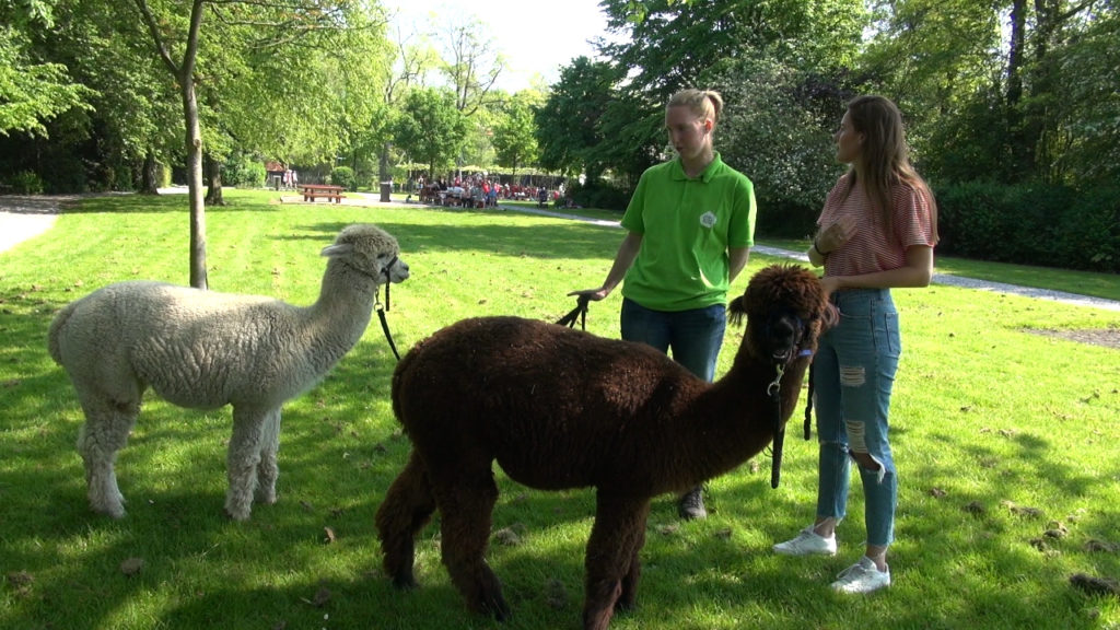 https://mdw-travel-data-us-east-1.s3.amazonaws.com/img/country/Netherlands/Wandelen-met-Alpacas/img_03.jpg