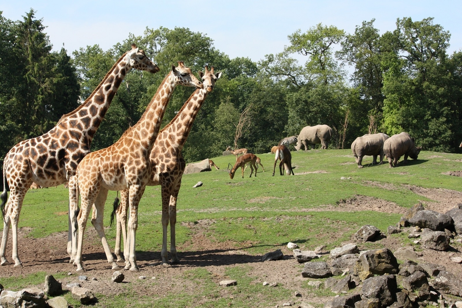 https://mdw-travel-data-us-east-1.s3.amazonaws.com/img/country/Netherlands/Zoo-Wildlands/img_00.jpg