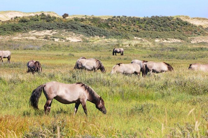 https://mdw-travel-data-us-east-1.s3.amazonaws.com/img/country/Netherlands/Zuid-Kennemerland-National-Park/img_03.jpg