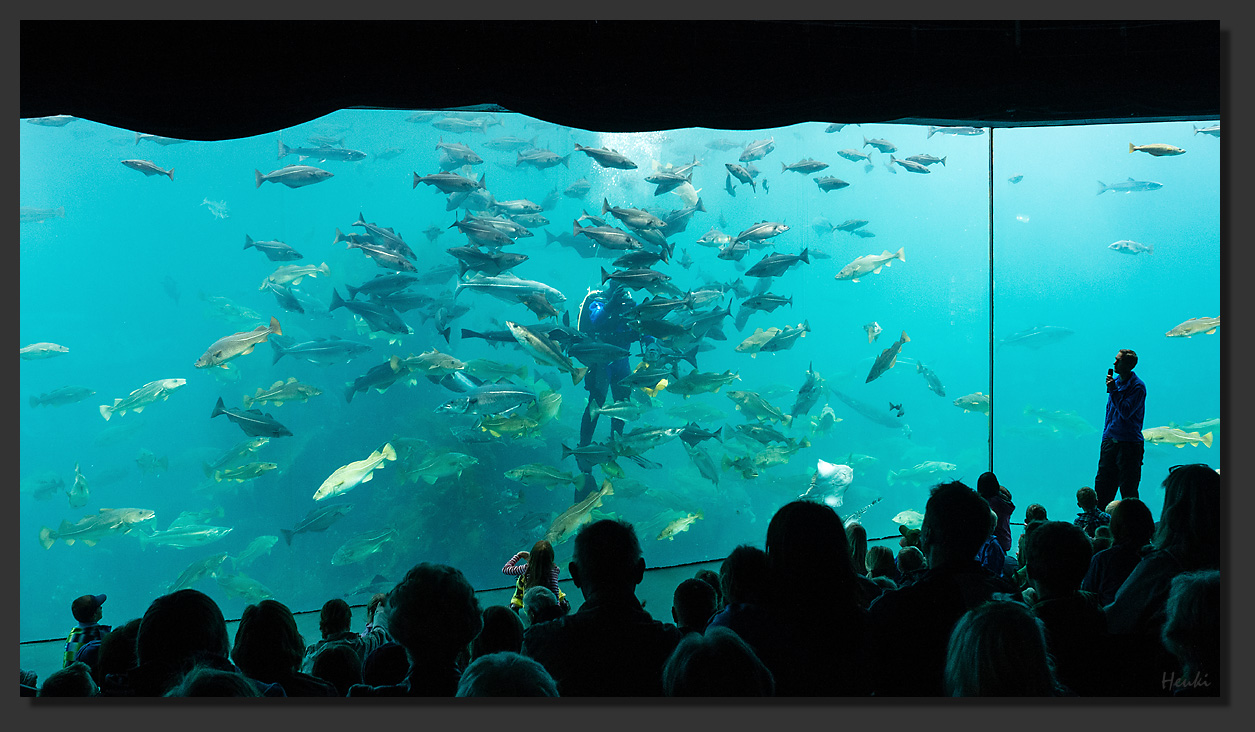 https://mdw-travel-data-us-east-1.s3.amazonaws.com/img/country/Norway/Alesund-Aquarium/img_00.jpg