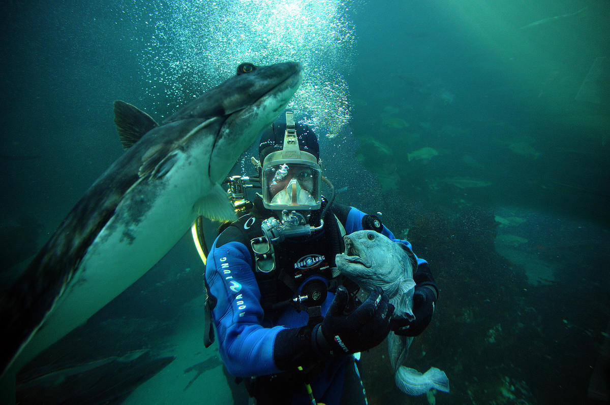 https://mdw-travel-data-us-east-1.s3.amazonaws.com/img/country/Norway/Alesund-Aquarium/img_02.jpg
