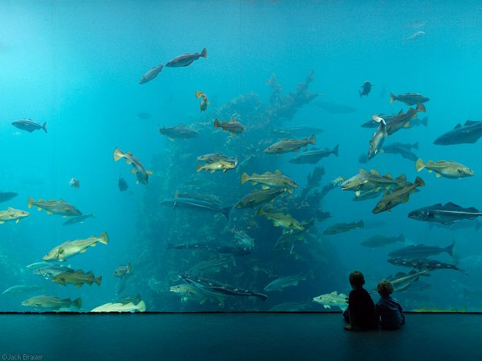 https://mdw-travel-data-us-east-1.s3.amazonaws.com/img/country/Norway/Atlanterhavsparken-aquarium/img_05.jpg