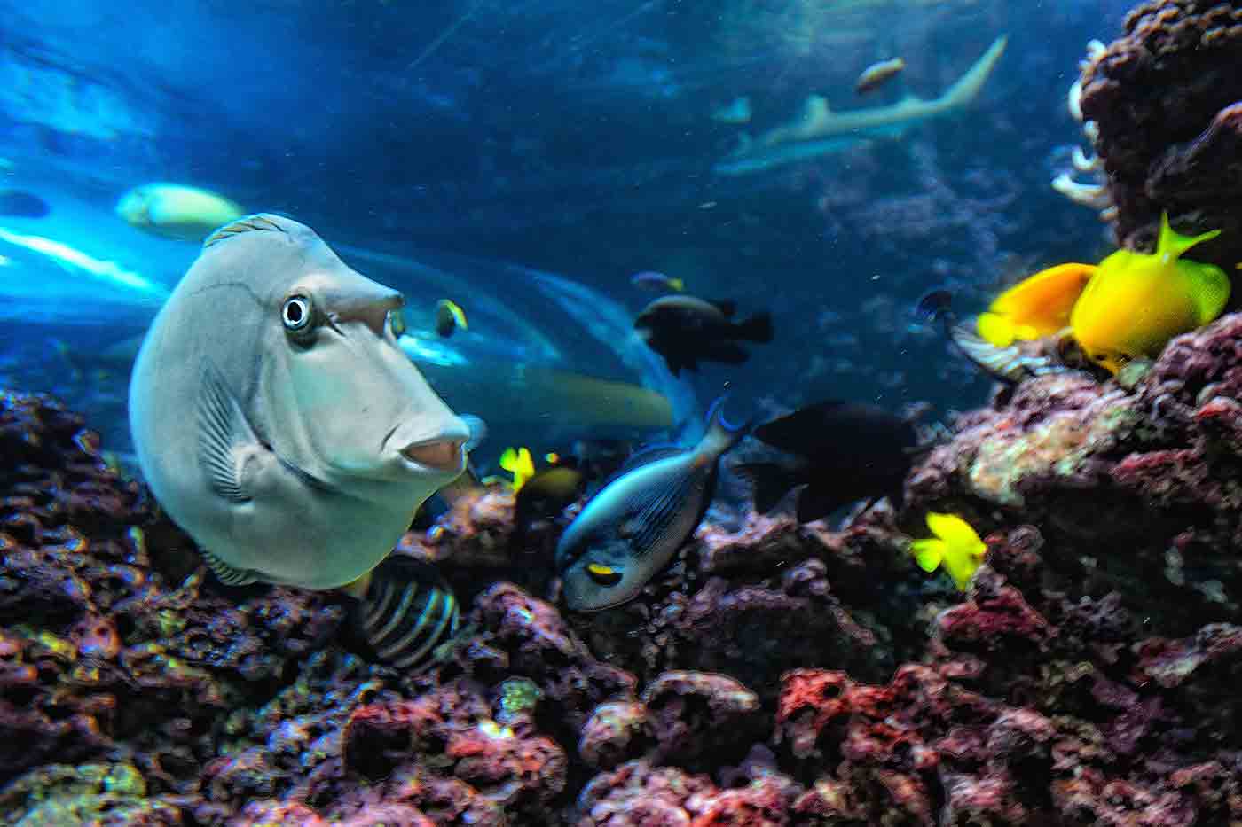 https://mdw-travel-data-us-east-1.s3.amazonaws.com/img/country/Norway/Bergen-Aquarium/img_03.jpg