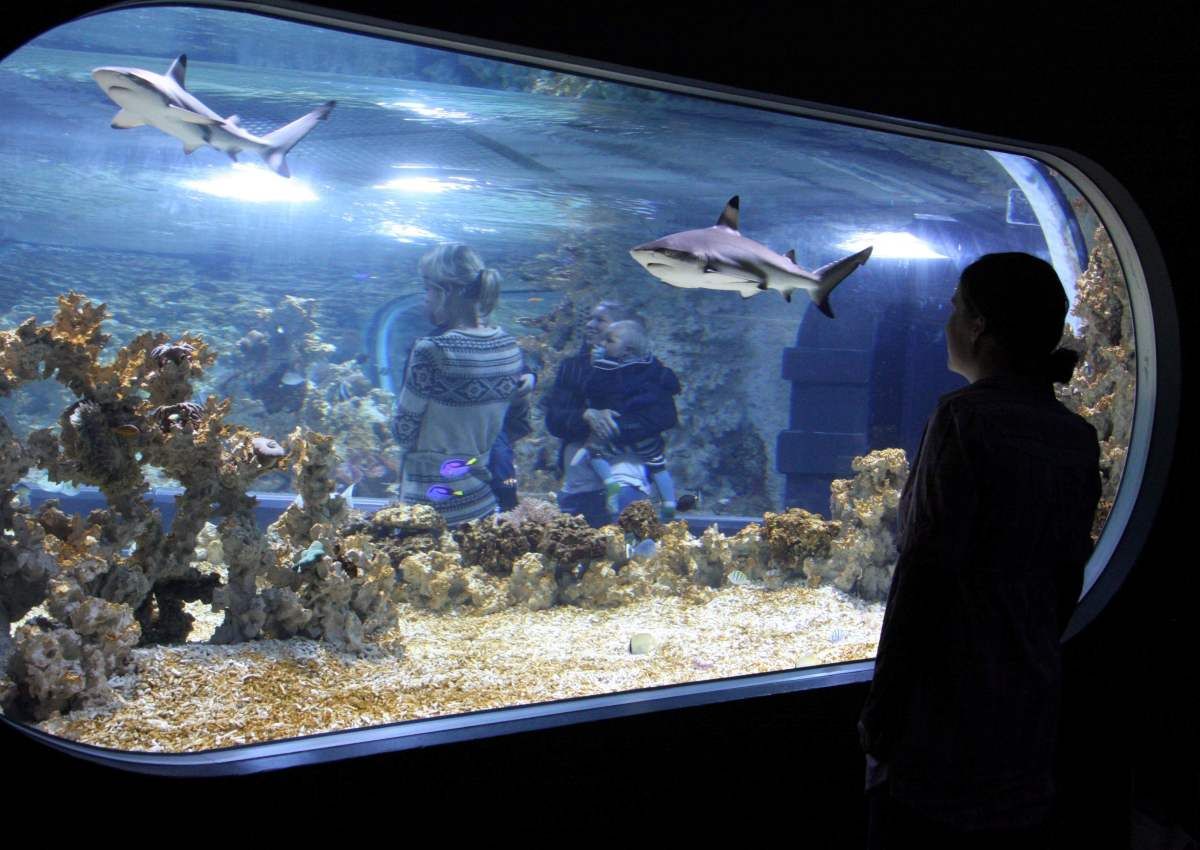 https://mdw-travel-data-us-east-1.s3.amazonaws.com/img/country/Norway/Norwegian-Aquarium/img_01.jpg