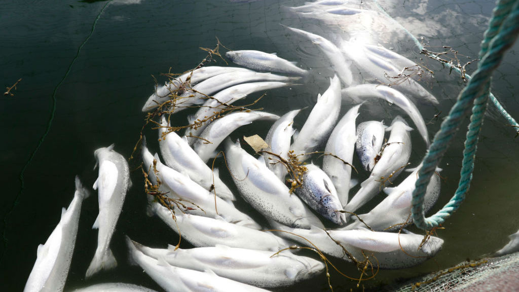 https://mdw-travel-data-us-east-1.s3.amazonaws.com/img/country/Norway/Salmon-Studio/img_03.jpg