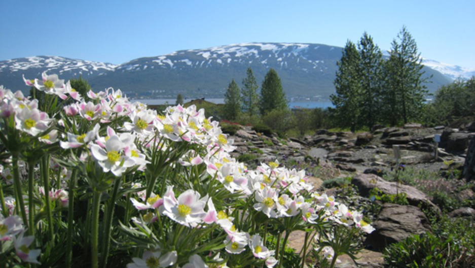 https://mdw-travel-data-us-east-1.s3.amazonaws.com/img/country/Norway/Tromso-Arctic-Alpine-Botanic-Garden/img_00.jpg
