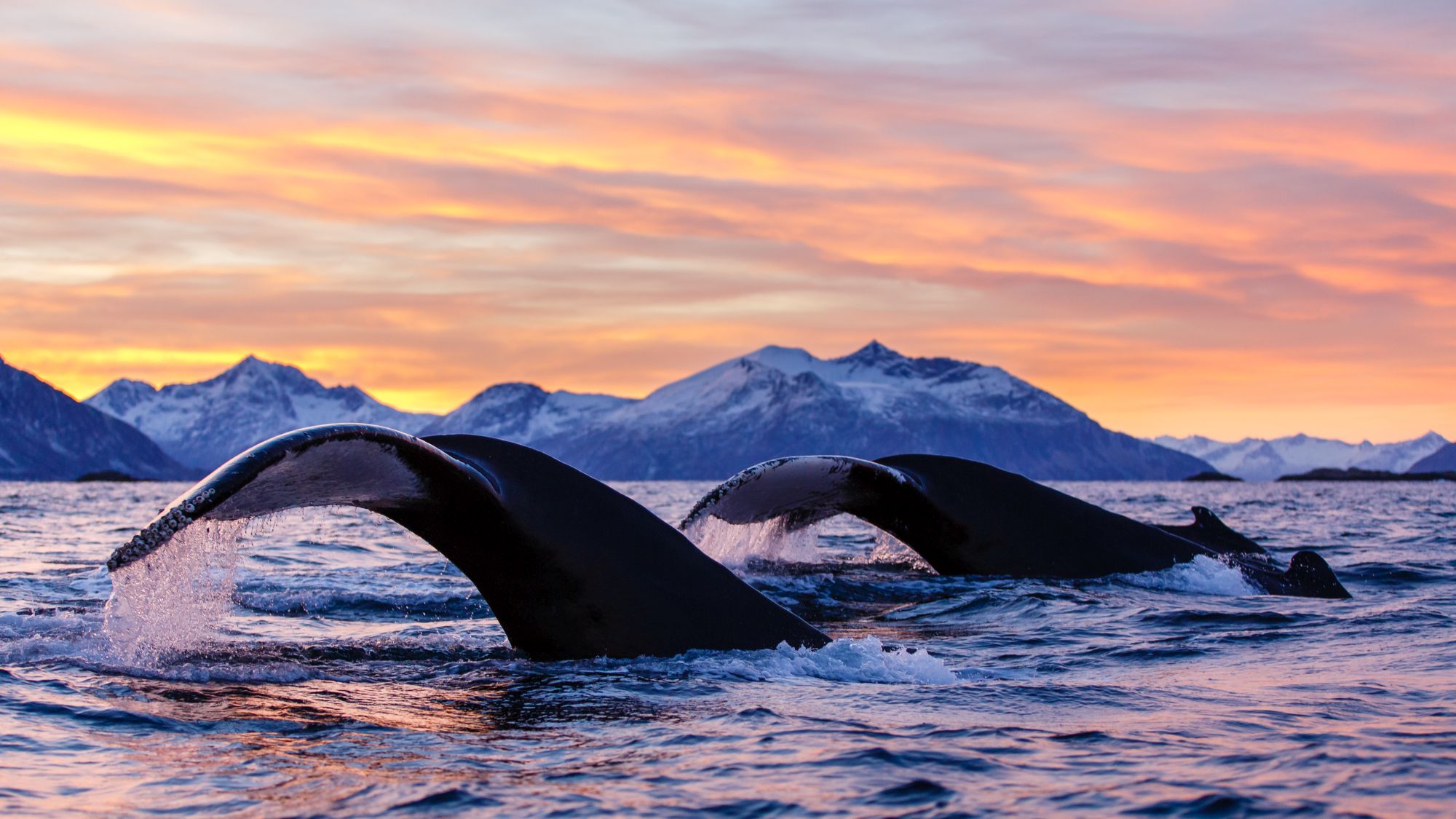 https://mdw-travel-data-us-east-1.s3.amazonaws.com/img/country/Norway/Whale-Beach/img_01.jpg