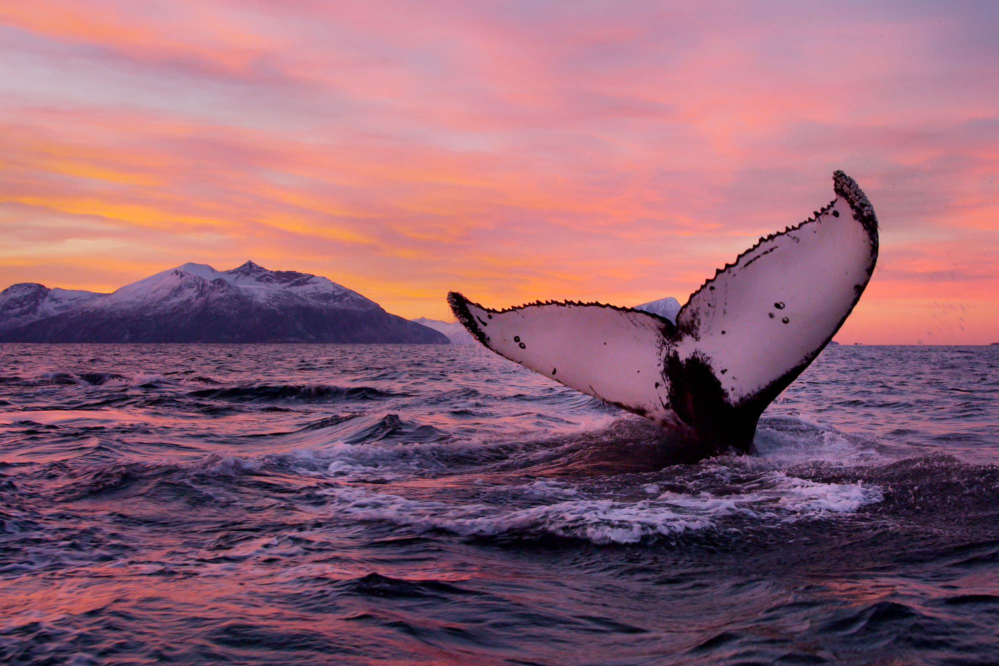 https://mdw-travel-data-us-east-1.s3.amazonaws.com/img/country/Norway/Whale-Beach/img_03.jpg