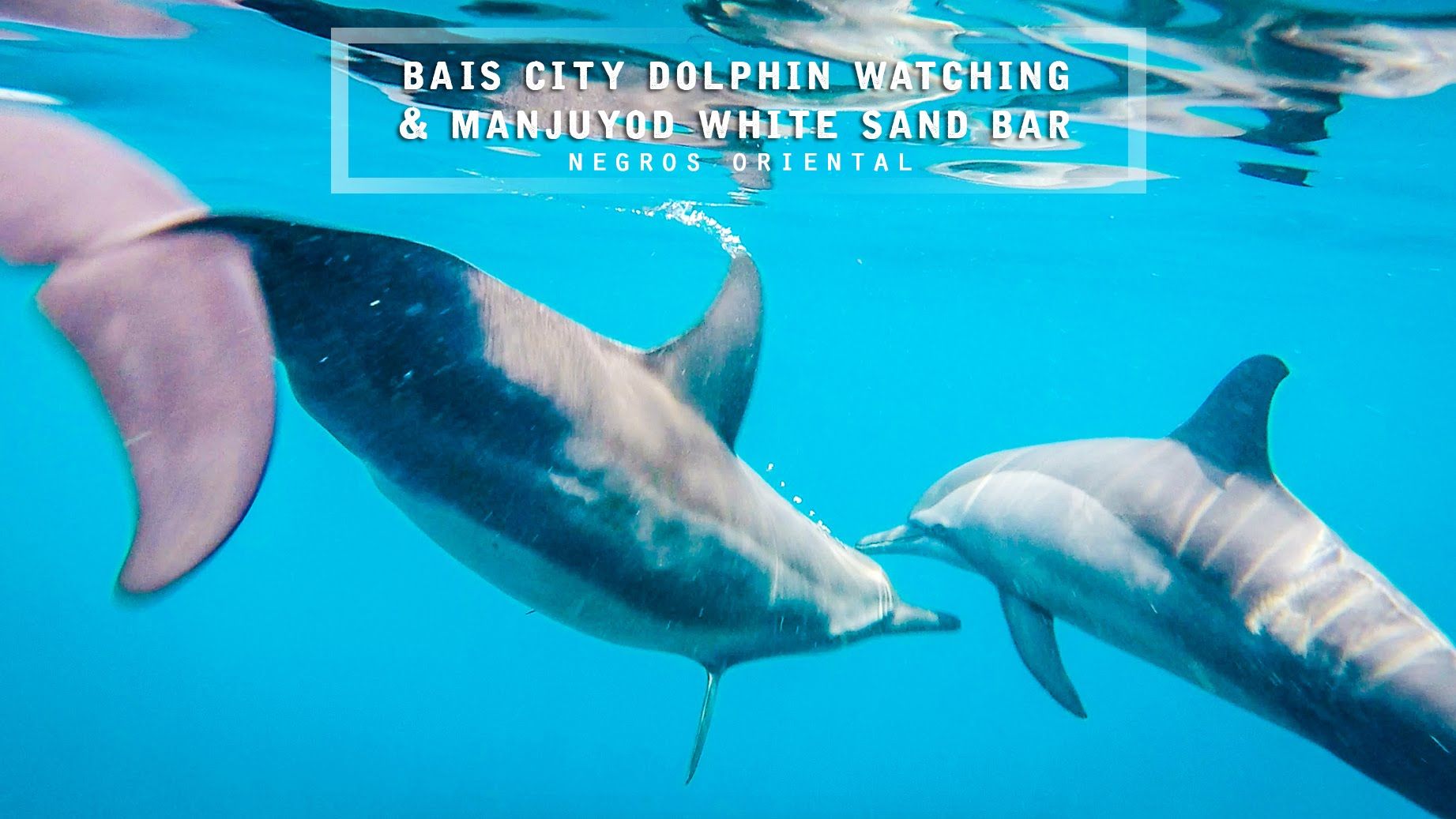 https://mdw-travel-data-us-east-1.s3.amazonaws.com/img/country/Philippines/Bais-Dolphin-Watching/img_01.jpg