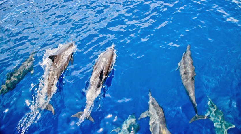 https://mdw-travel-data-us-east-1.s3.amazonaws.com/img/country/Philippines/Bais-Dolphin-Watching/img_03.jpg