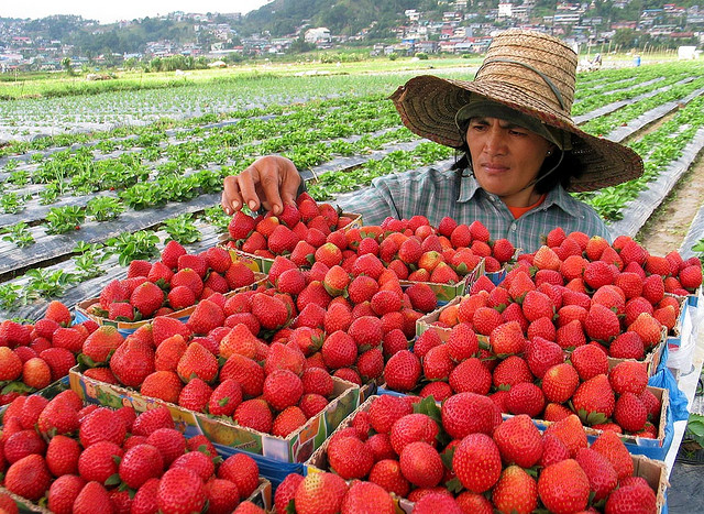 https://mdw-travel-data-us-east-1.s3.amazonaws.com/img/country/Philippines/Benguet-Strawberry-Farm/img_01.jpg