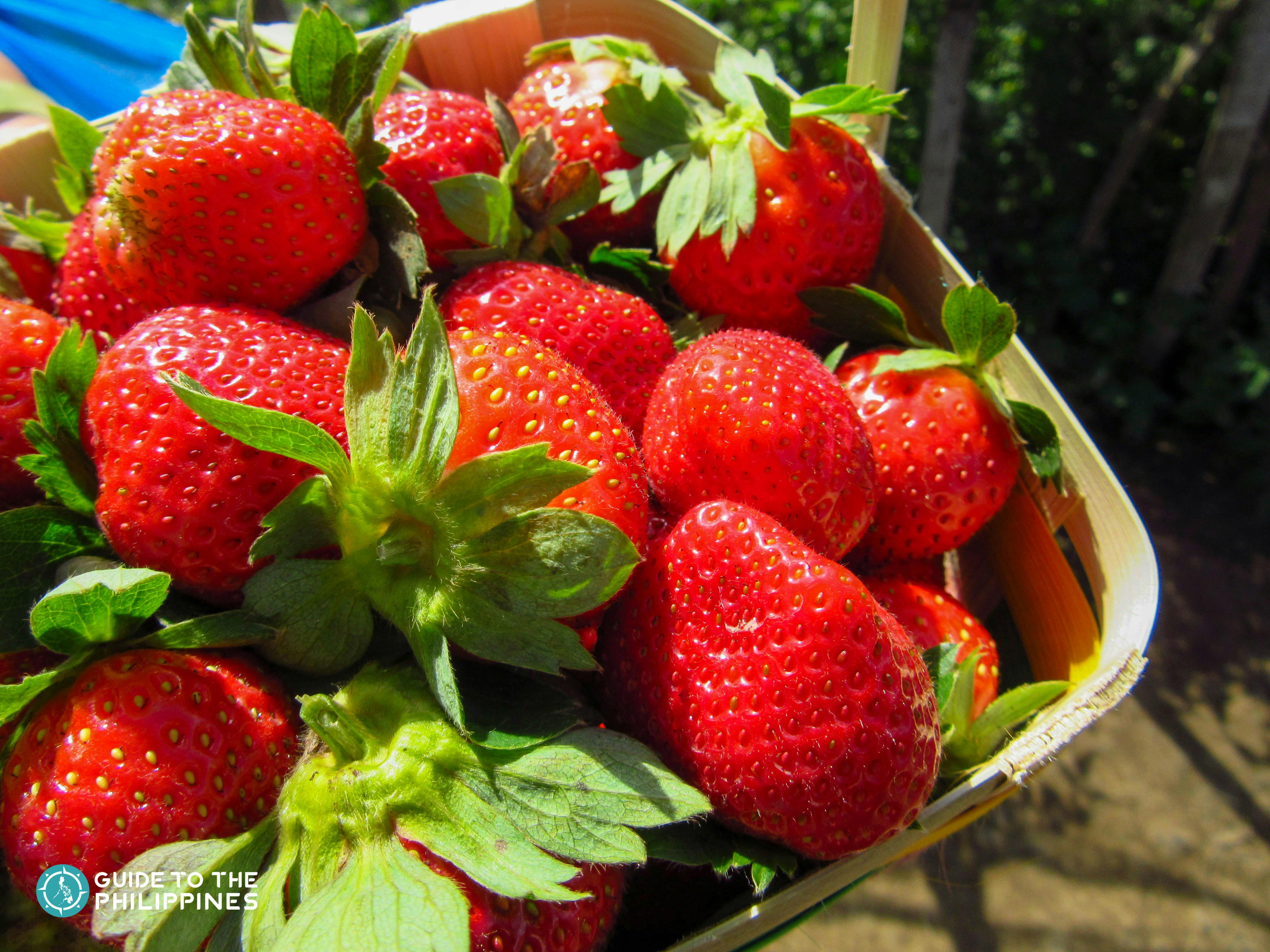 https://mdw-travel-data-us-east-1.s3.amazonaws.com/img/country/Philippines/Benguet-Strawberry-Farm/img_03.jpg