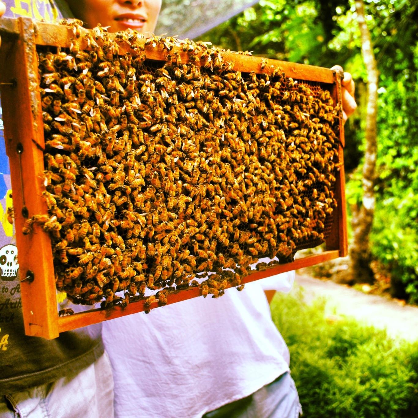 https://mdw-travel-data-us-east-1.s3.amazonaws.com/img/country/Philippines/Bohol-Bee-Farm/img_02.jpg