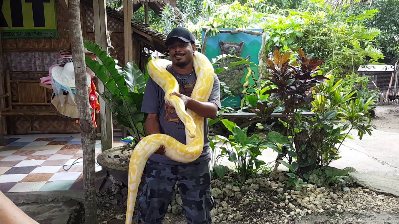 https://mdw-travel-data-us-east-1.s3.amazonaws.com/img/country/Philippines/Bohol-Python-and-Wildlife-Park/img_00.jpg