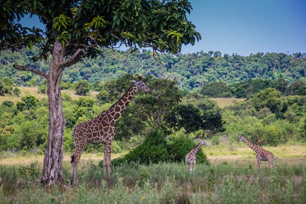 https://mdw-travel-data-us-east-1.s3.amazonaws.com/img/country/Philippines/Caluit-Safari-Park/img_03.jpg