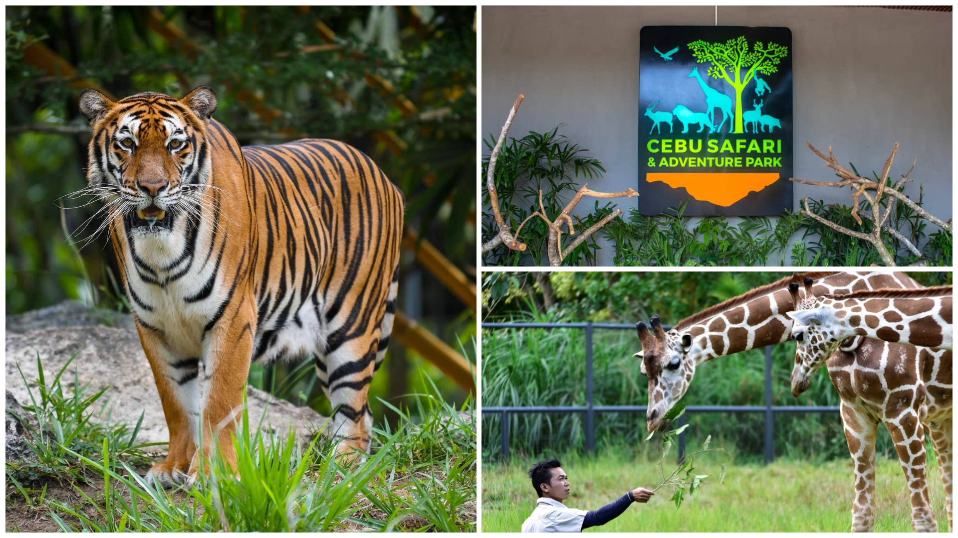 https://mdw-travel-data-us-east-1.s3.amazonaws.com/img/country/Philippines/Cebu-Safari-and-Adventure-Park/img_01.jpg