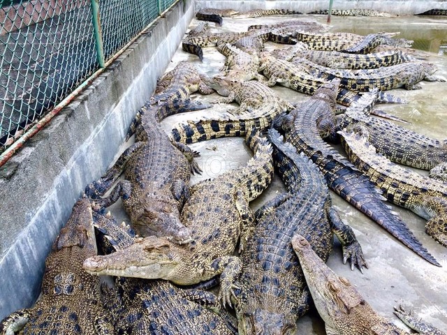 https://mdw-travel-data-us-east-1.s3.amazonaws.com/img/country/Philippines/Crocodile-Park/img_00.jpg