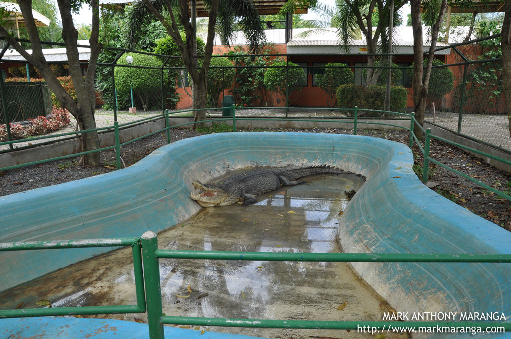 https://mdw-travel-data-us-east-1.s3.amazonaws.com/img/country/Philippines/Crocodile-Park/img_02.jpg