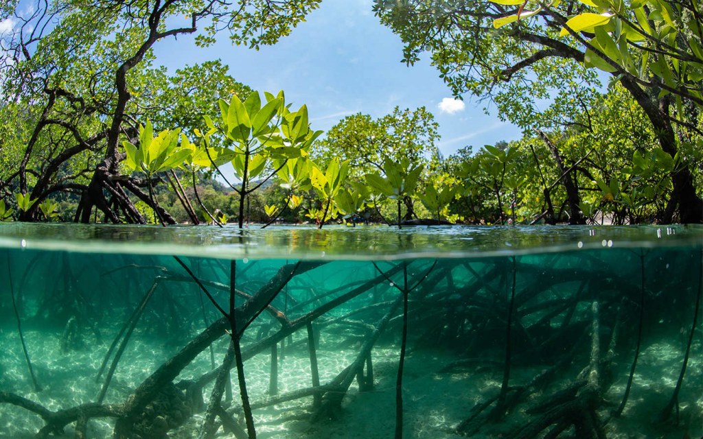 https://mdw-travel-data-us-east-1.s3.amazonaws.com/img/country/Philippines/Del-Carmen-Mangrove-Forest/img_02.jpg