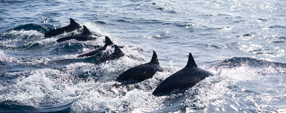 https://mdw-travel-data-us-east-1.s3.amazonaws.com/img/country/Philippines/Dolphin-and-Whale-Watching/img_01.jpg