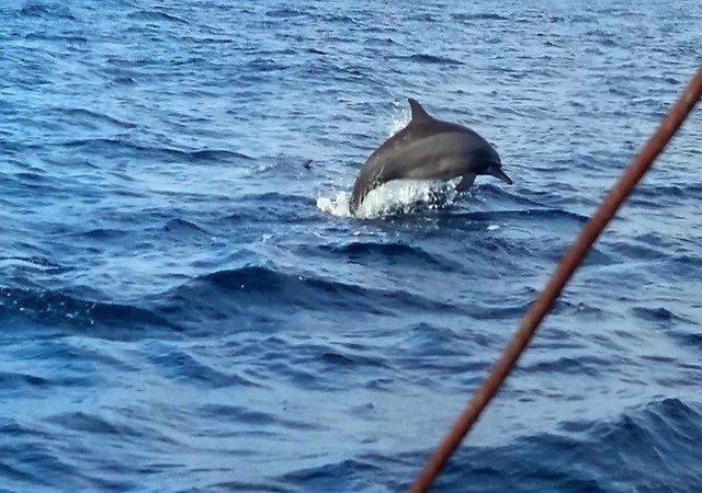 https://mdw-travel-data-us-east-1.s3.amazonaws.com/img/country/Philippines/Dolphin-and-Whale-Watching/img_02.jpg
