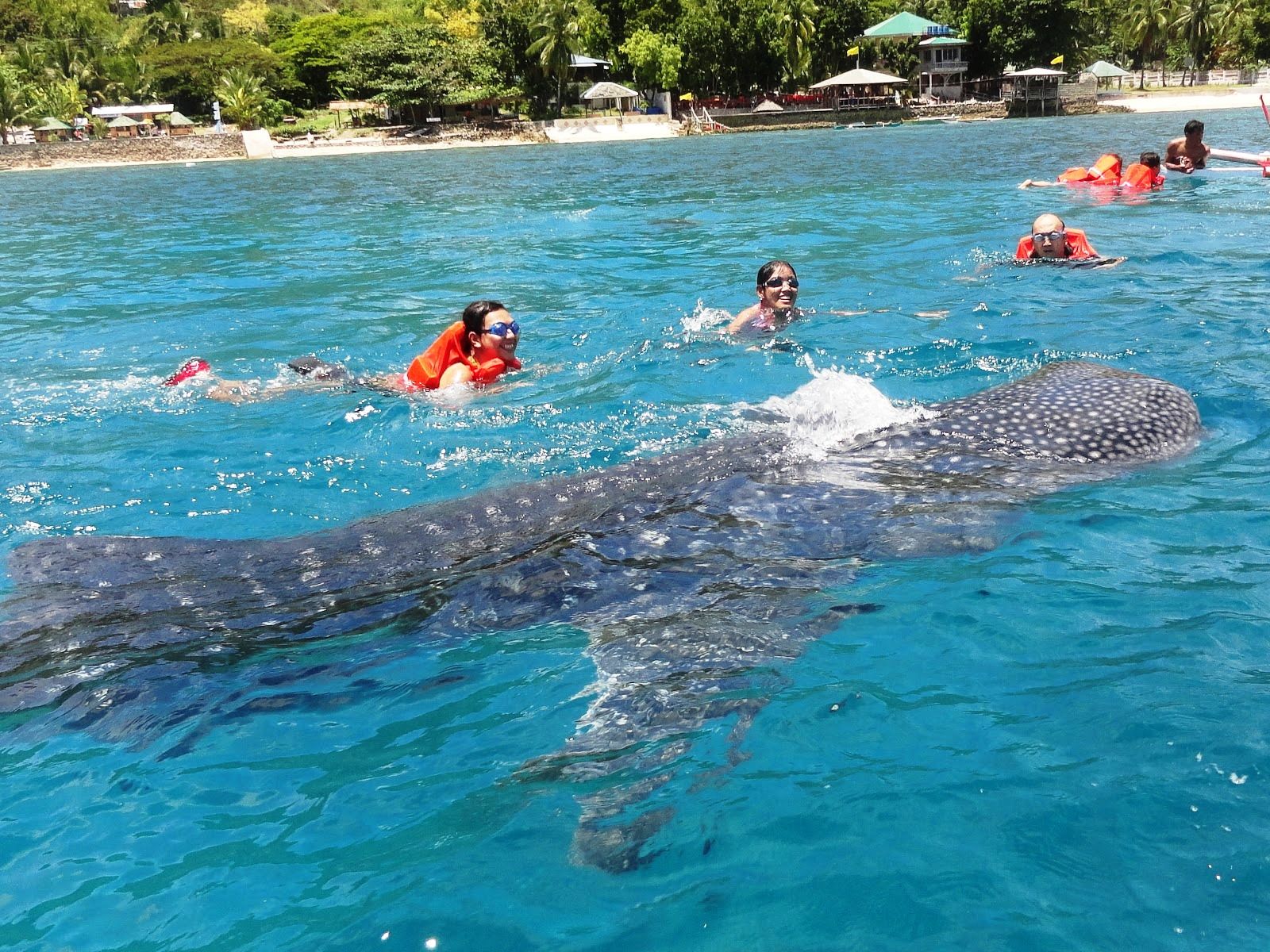 https://mdw-travel-data-us-east-1.s3.amazonaws.com/img/country/Philippines/Donsol-Whale-Shark-Interaction/img_01.jpg