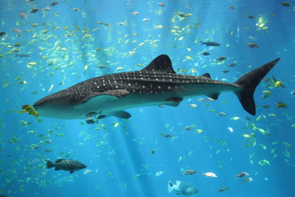 https://mdw-travel-data-us-east-1.s3.amazonaws.com/img/country/Philippines/Donsol-Whale-Shark-Interaction/img_02.jpg