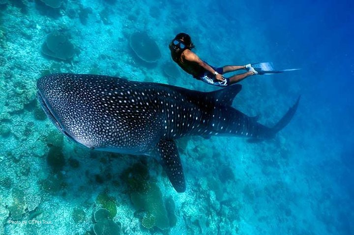 https://mdw-travel-data-us-east-1.s3.amazonaws.com/img/country/Philippines/Donsol-Whale-Shark-Interaction/img_03.jpg