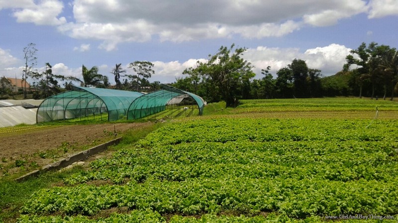 https://mdw-travel-data-us-east-1.s3.amazonaws.com/img/country/Philippines/Gourmet-Farms/img_01.jpg