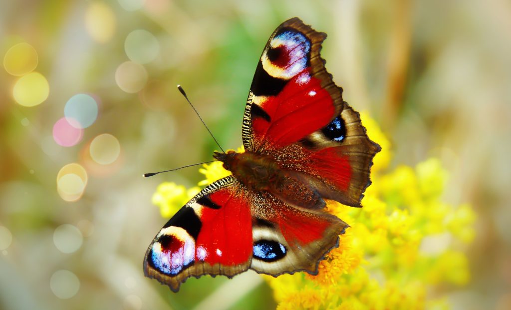 https://mdw-travel-data-us-east-1.s3.amazonaws.com/img/country/Philippines/Jumalon-Butterfly-Sanctuary/img_03.jpg