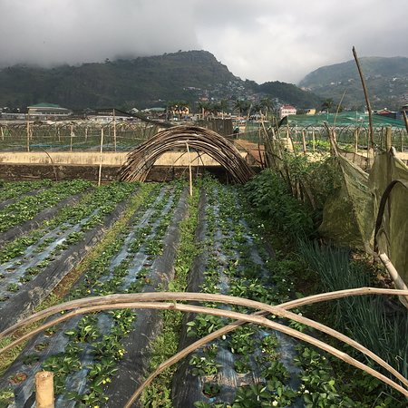 https://mdw-travel-data-us-east-1.s3.amazonaws.com/img/country/Philippines/La-Trinidad-Strawberry-Farm/img_03.jpg