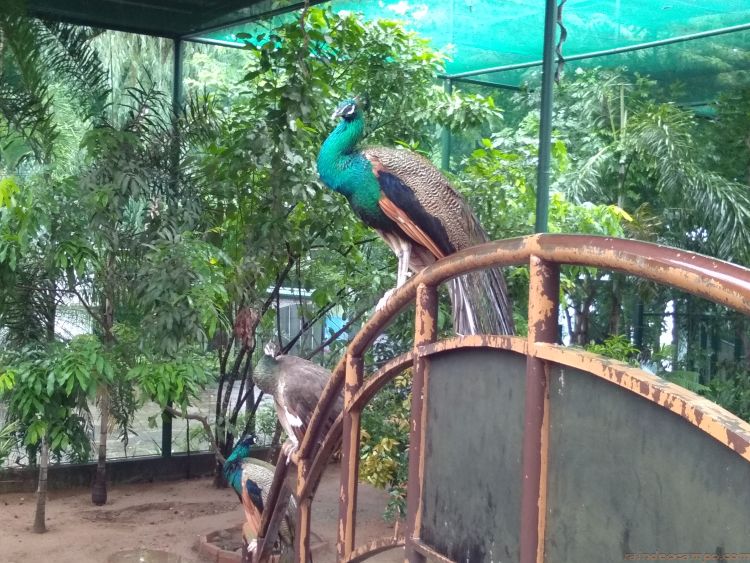 https://mdw-travel-data-us-east-1.s3.amazonaws.com/img/country/Philippines/Magaul-Bird-Park/img_01.jpg