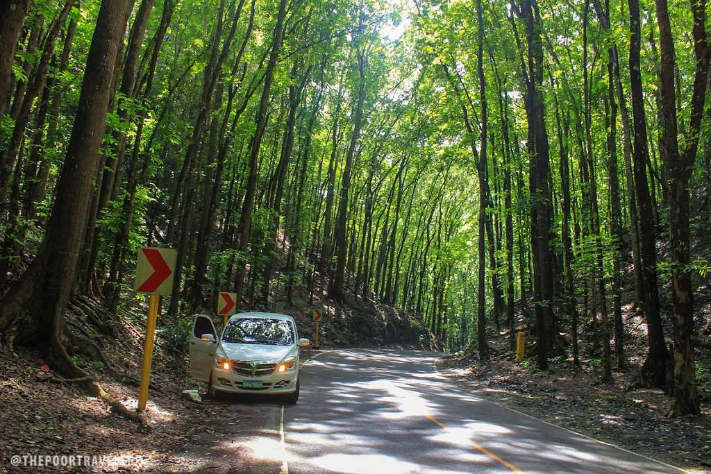 https://mdw-travel-data-us-east-1.s3.amazonaws.com/img/country/Philippines/Man-made-Forest/img_01.jpg