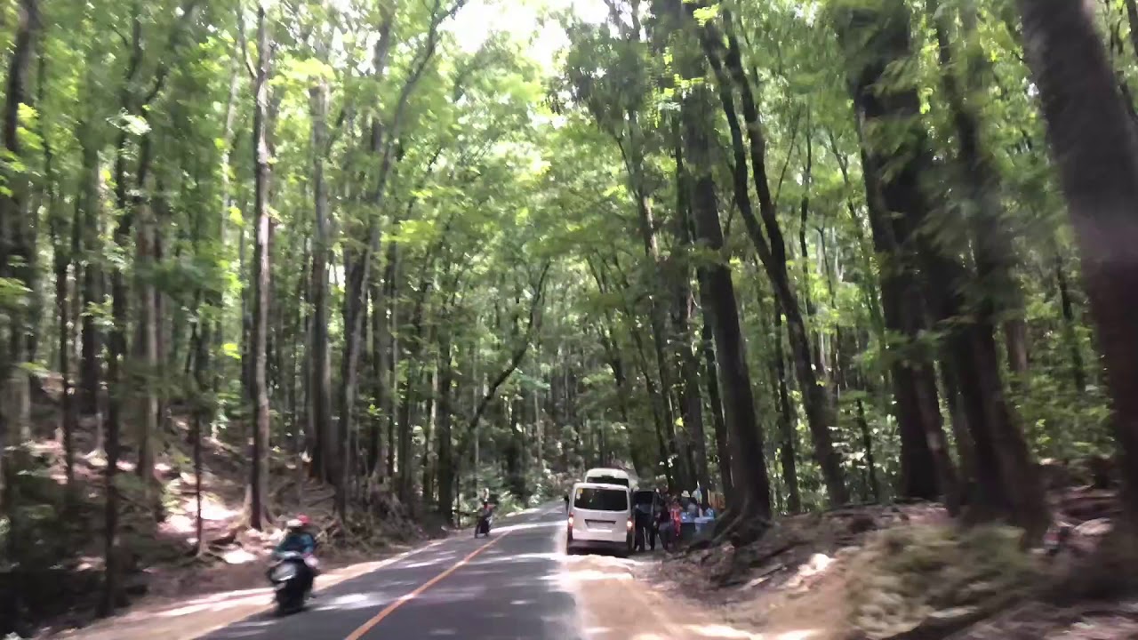 https://mdw-travel-data-us-east-1.s3.amazonaws.com/img/country/Philippines/Man-made-Forest/img_03.jpg