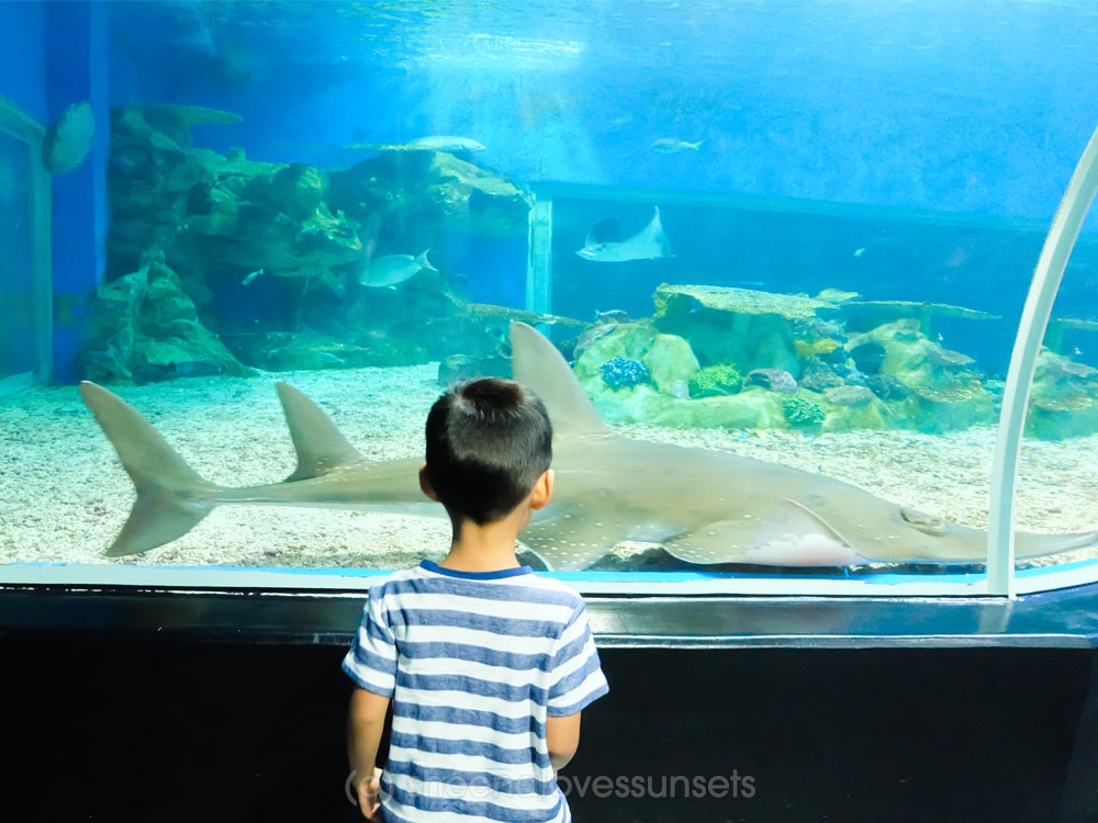 https://mdw-travel-data-us-east-1.s3.amazonaws.com/img/country/Philippines/Manila-Ocean-Park---Oceanarium/img_02.jpg