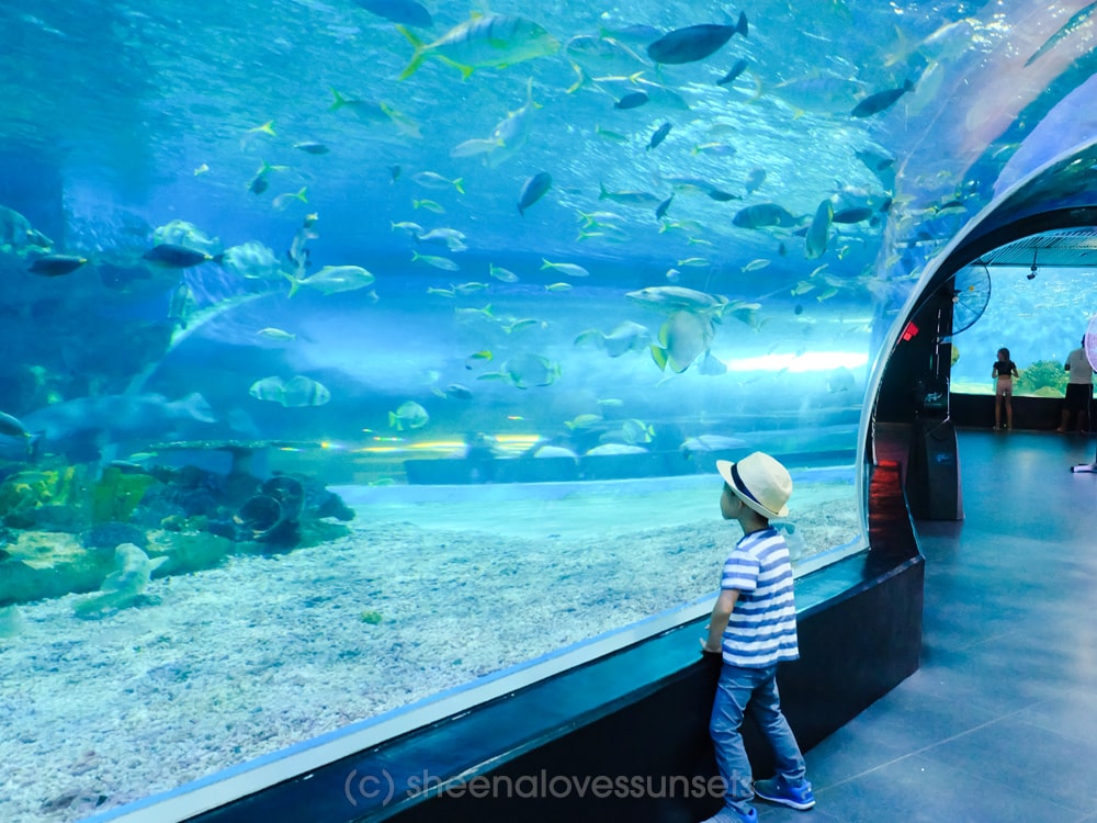 https://mdw-travel-data-us-east-1.s3.amazonaws.com/img/country/Philippines/Manila-Ocean-Park---Oceanarium/img_03.jpg