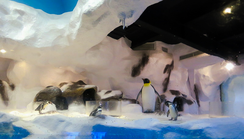 https://mdw-travel-data-us-east-1.s3.amazonaws.com/img/country/Philippines/Manila-Ocean-Park---Trails-to-Antarctica/img_01.jpg