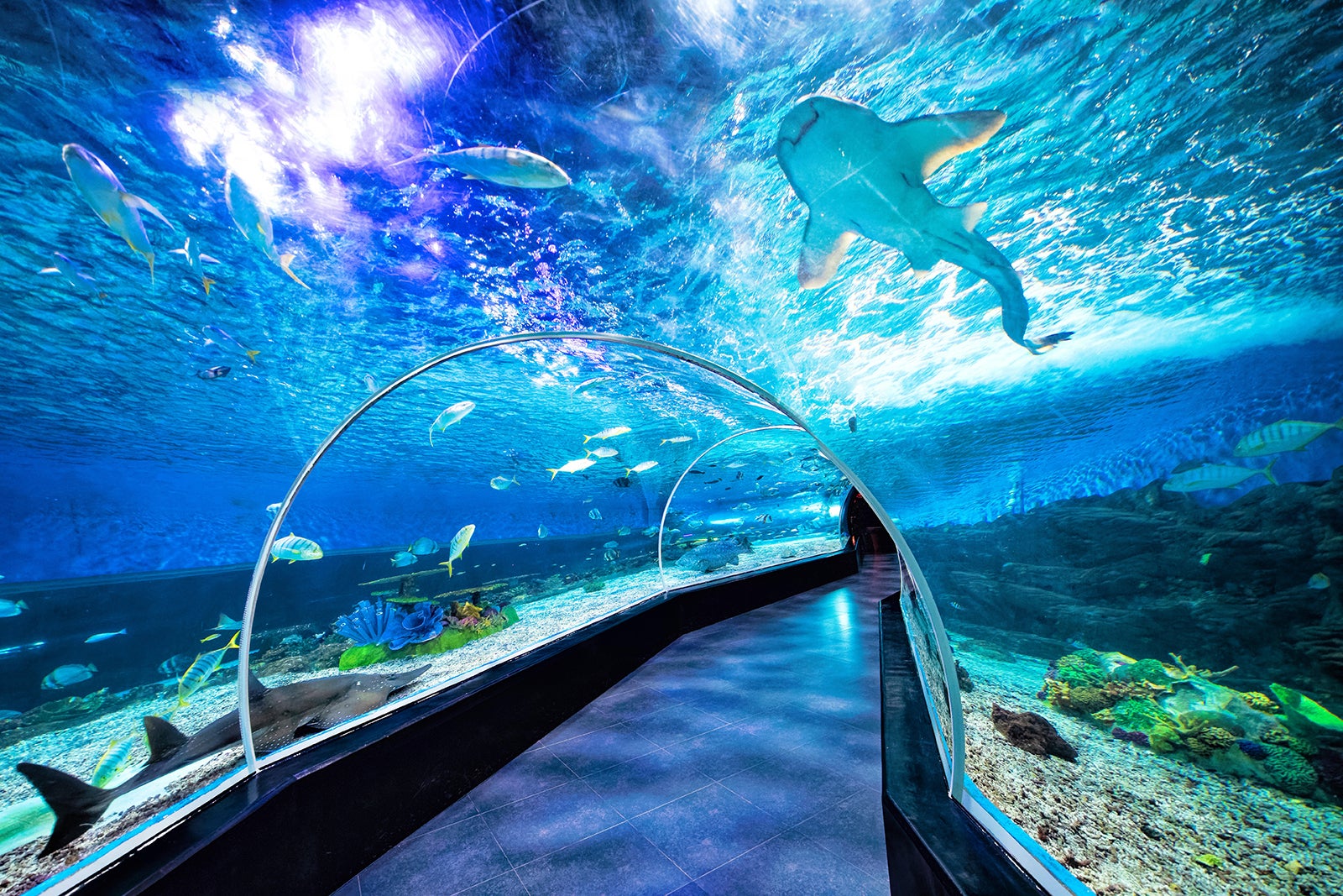 https://mdw-travel-data-us-east-1.s3.amazonaws.com/img/country/Philippines/Manila-Ocean-Park/img_00.jpg