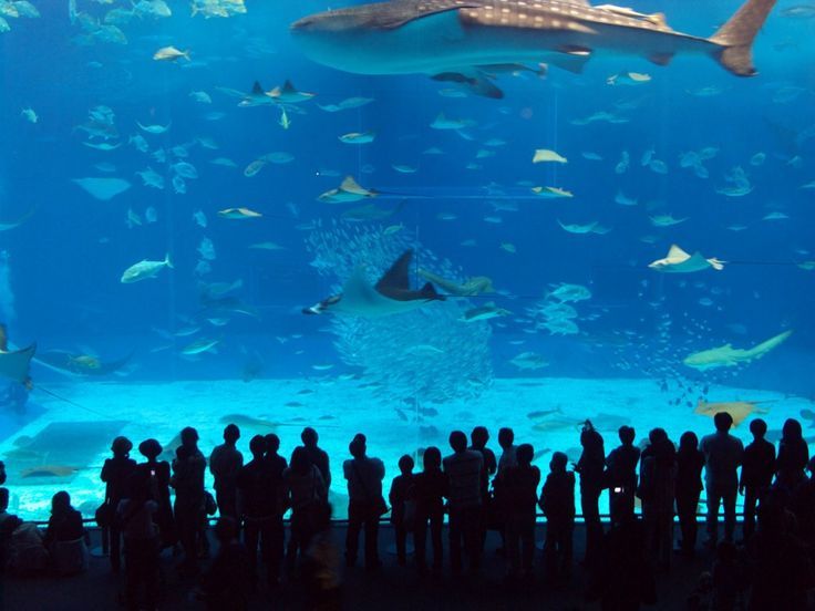 https://mdw-travel-data-us-east-1.s3.amazonaws.com/img/country/Philippines/Manila-Ocean-Park/img_03.jpg