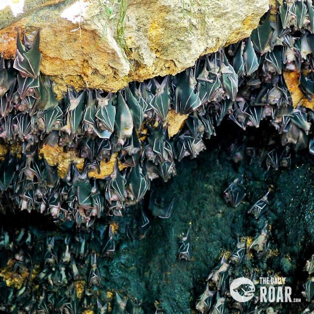 https://mdw-travel-data-us-east-1.s3.amazonaws.com/img/country/Philippines/Monfort-Bat-Cave/img_02.jpg