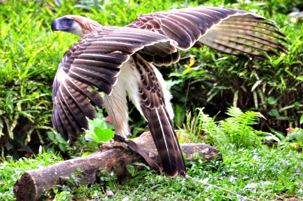 https://mdw-travel-data-us-east-1.s3.amazonaws.com/img/country/Philippines/Mount-Hamiguitan-Range-Wildlife-Sanctuary/img_01.jpg