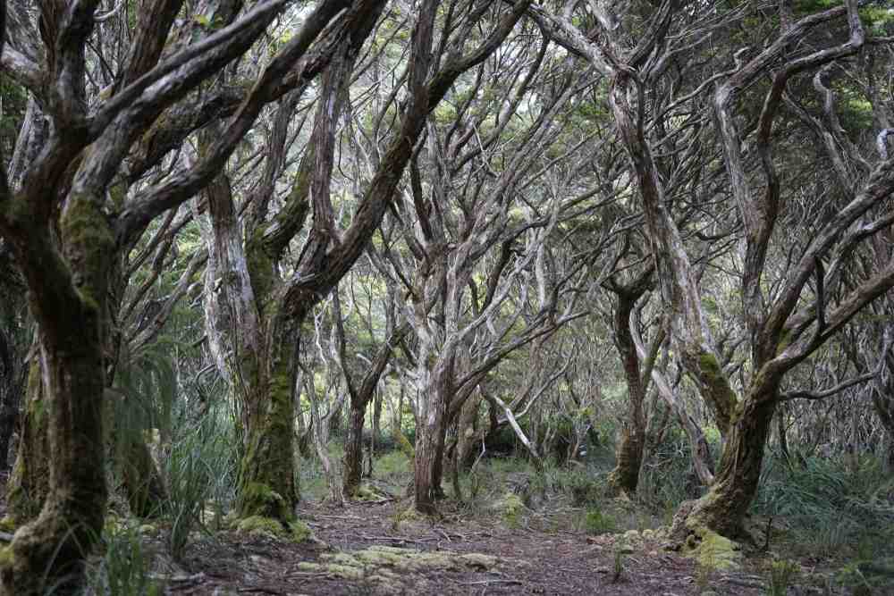 https://mdw-travel-data-us-east-1.s3.amazonaws.com/img/country/Philippines/Mount-Hamiguitan-Range-Wildlife-Sanctuary/img_04.jpg