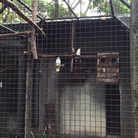 https://mdw-travel-data-us-east-1.s3.amazonaws.com/img/country/Philippines/Negros-Forests-and-Ecological-Foundation-Biodiversity-Conservation-Center/img_01.jpg