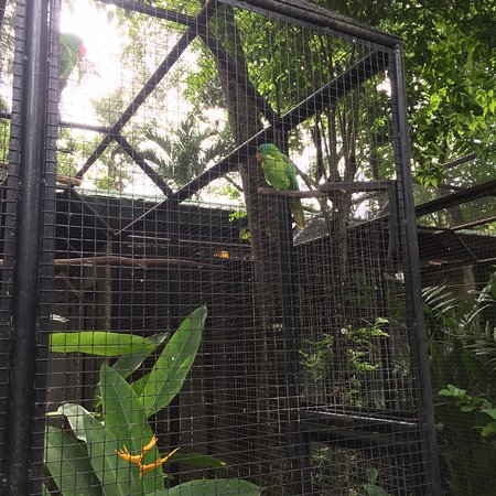 https://mdw-travel-data-us-east-1.s3.amazonaws.com/img/country/Philippines/Negros-Forests-and-Ecological-Foundation-Biodiversity-Conservation-Center/img_02.jpg