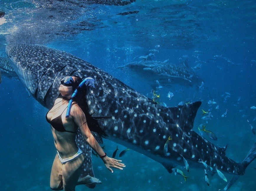 https://mdw-travel-data-us-east-1.s3.amazonaws.com/img/country/Philippines/Oslob-Whale-Shark-Watching/img_01.jpg