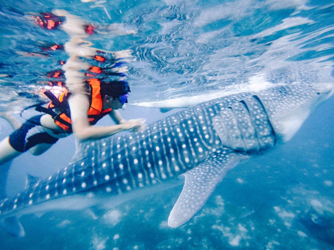 https://mdw-travel-data-us-east-1.s3.amazonaws.com/img/country/Philippines/Oslob-Whale-Shark-Watching/img_02.jpg