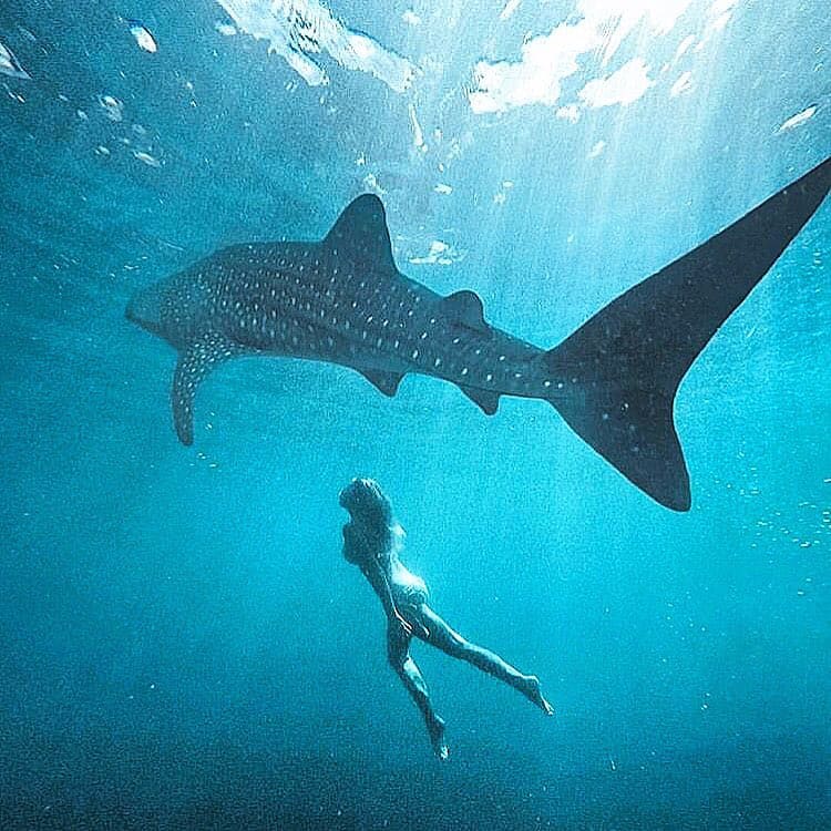 https://mdw-travel-data-us-east-1.s3.amazonaws.com/img/country/Philippines/Oslob-Whale-Shark-Watching/img_03.jpg