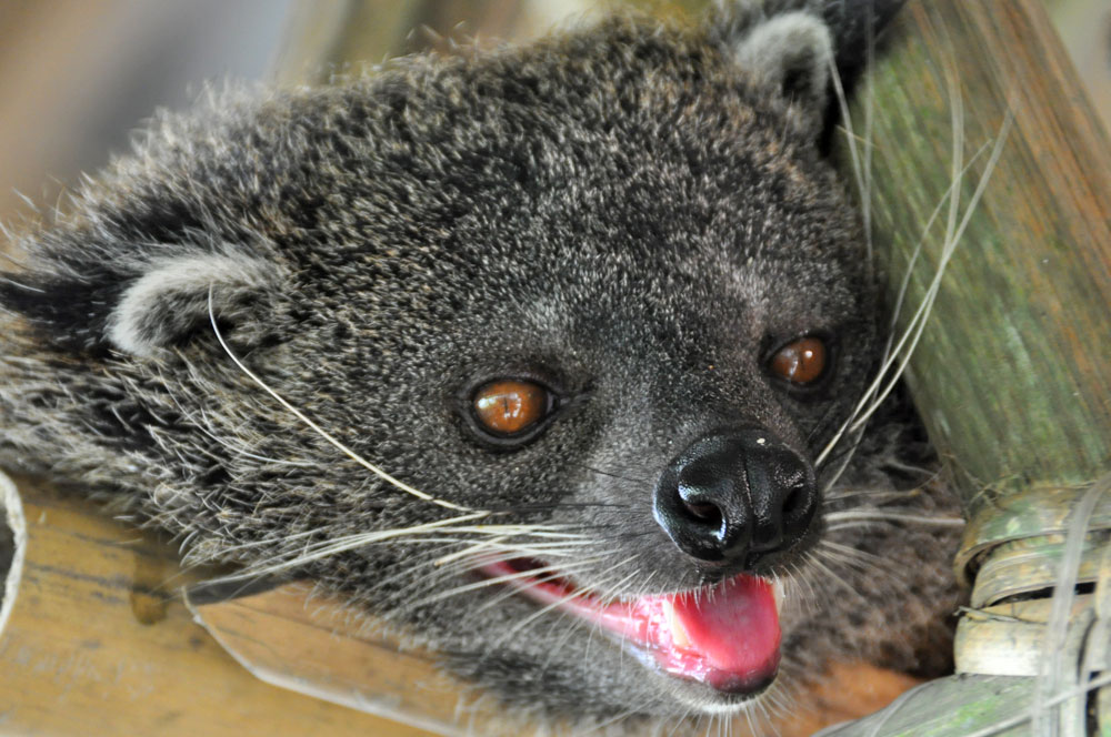 https://mdw-travel-data-us-east-1.s3.amazonaws.com/img/country/Philippines/Palawan-Wildlife-Rescue-and-Conservation-Center/img_02.jpg